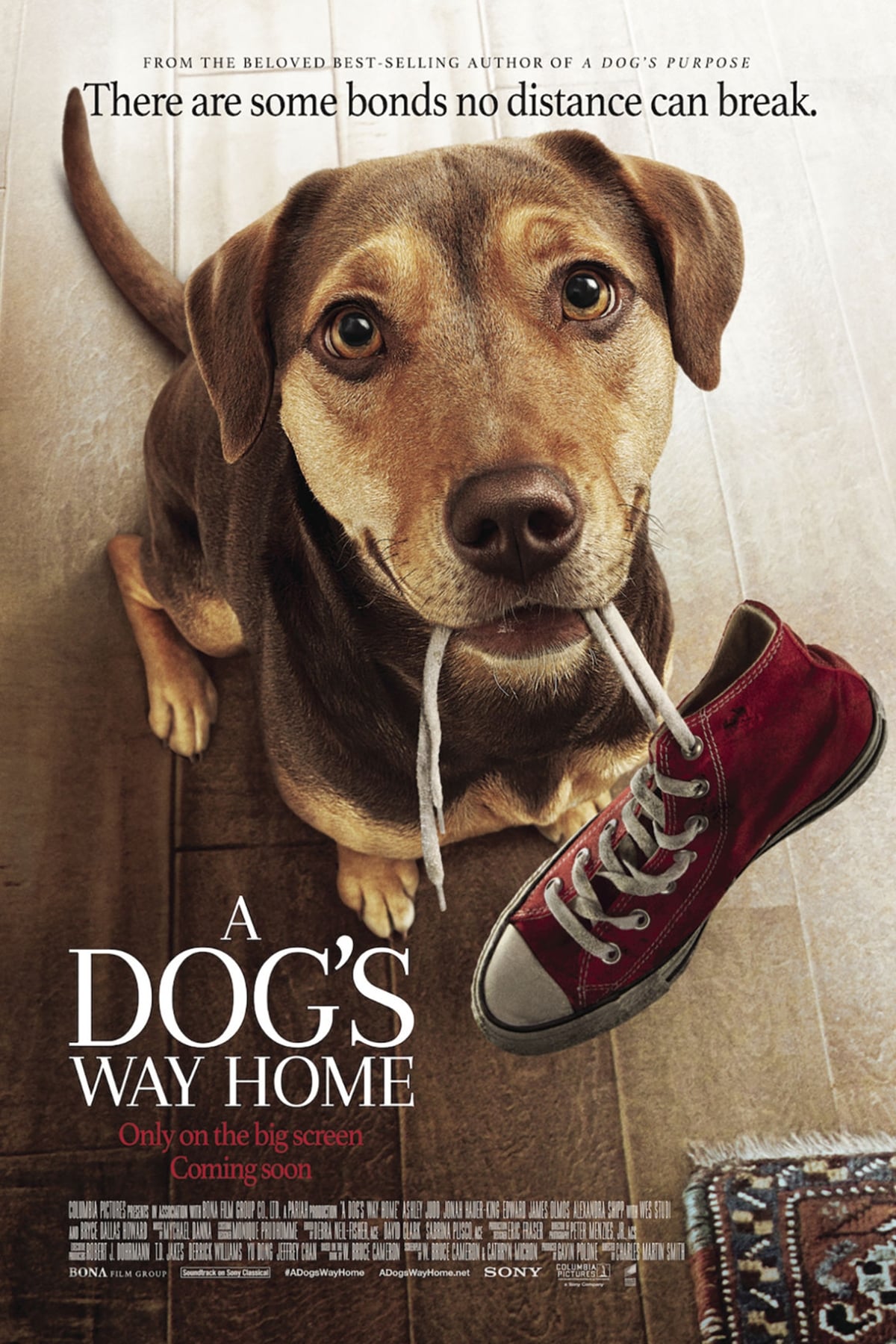 ดูหนังออนไลน์ฟรี A Dog’s Way Home เพื่อนรักผจญภัยสี่ร้อยไมล์ (2019)