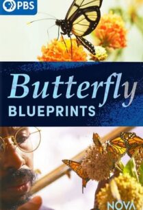 ดูหนังออนไลน์ฟรี Nova Butterfly Blueprints (2022)