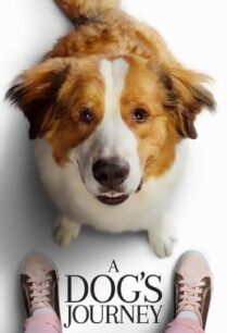 ดูหนังออนไลน์ฟรี A Dog’s Journey หมา เป้าหมาย และเด็กชายของผม 2 (2019)