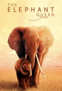 ดูหนังออนไลน์ฟรี The Elephant Queen อัศจรรย์ราชินีแห่งช้าง (2019) บรรยายไทย